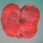 Apple-prints-012