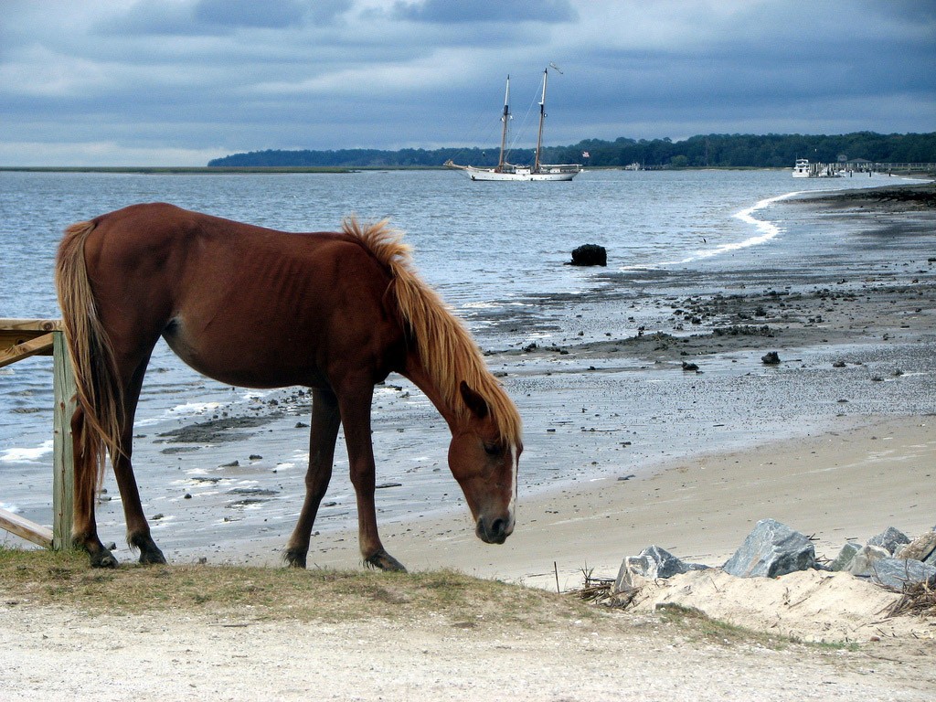 Cumberland Island 1