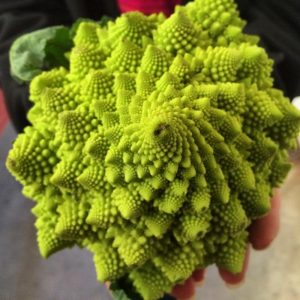 Romanesco