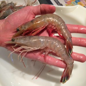 Wild GA Shrimp by LocalLavender.com