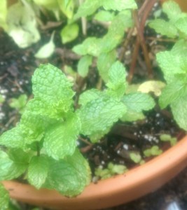 My backyard mint